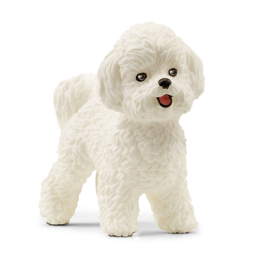 Bichón maltés