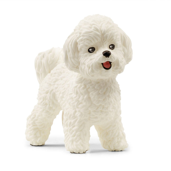 Bichón maltés
