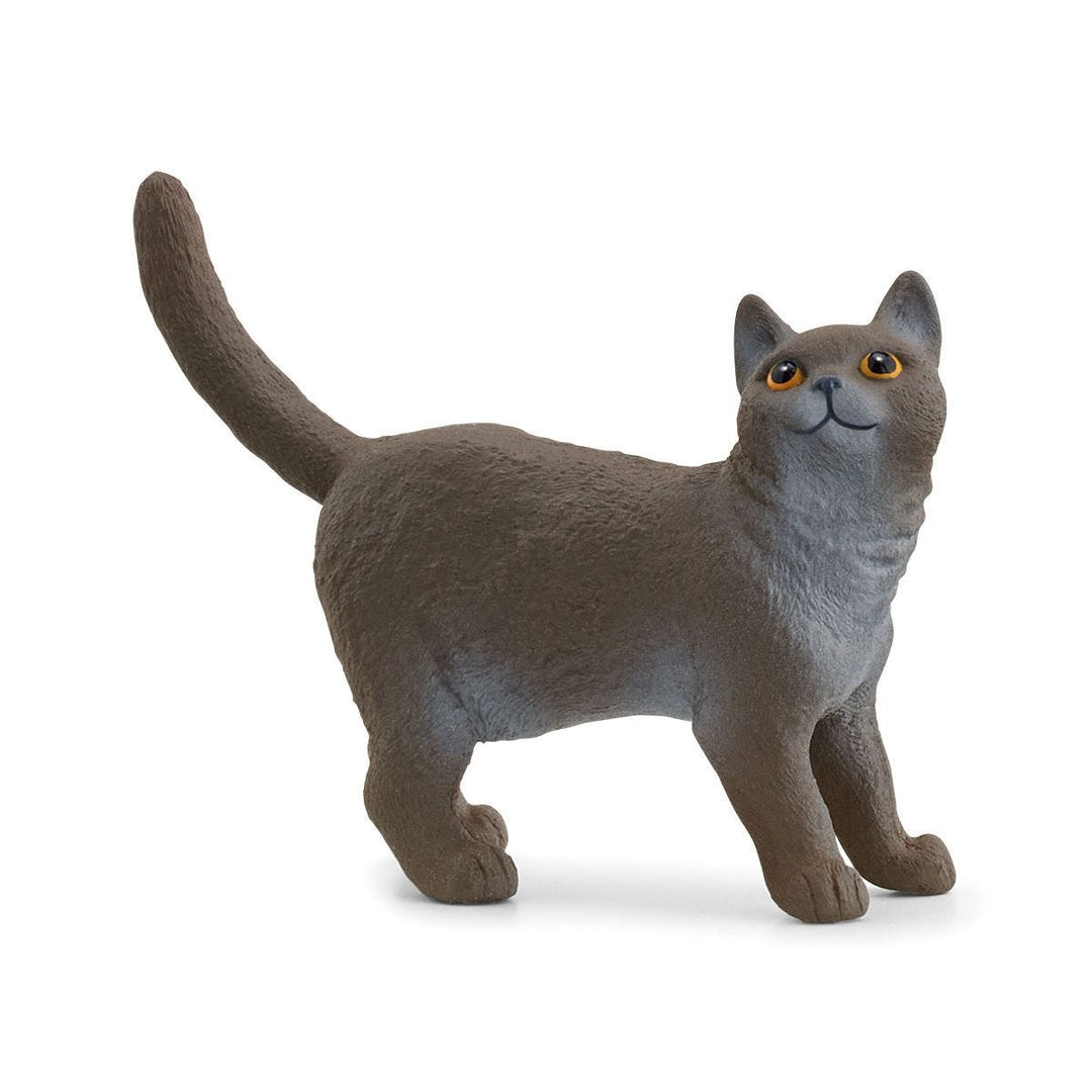 Gato británico de pelo corto