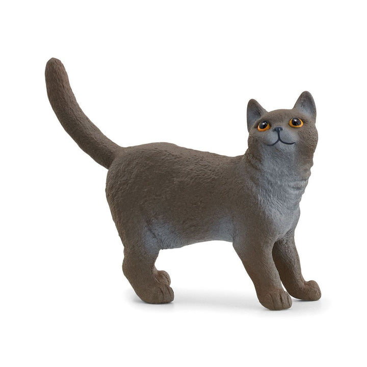 Gato británico de pelo corto