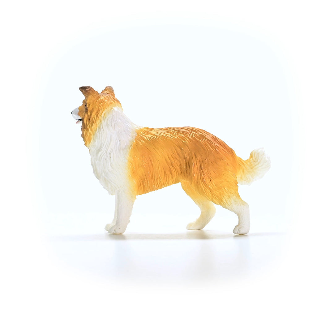 Collie
