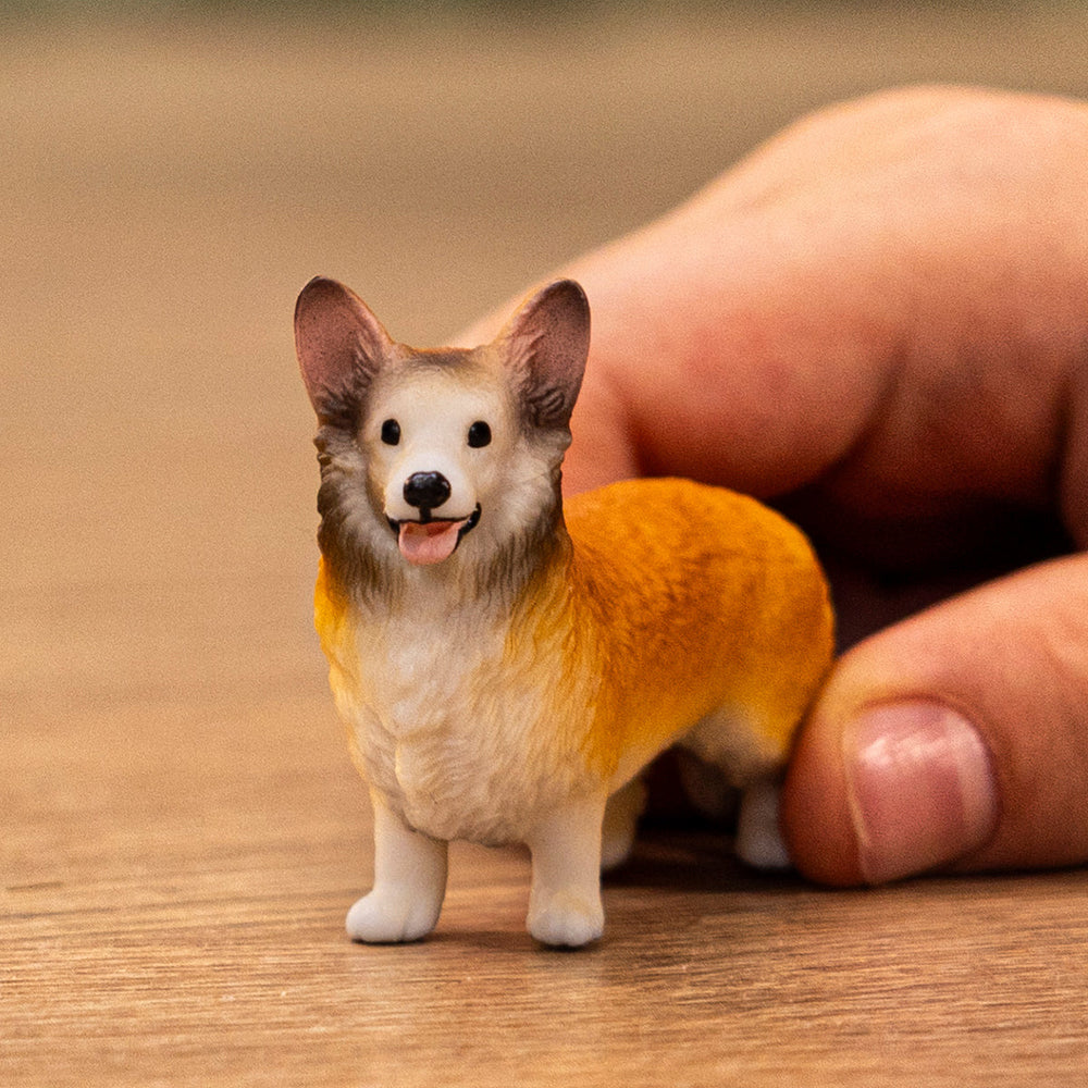 Corgie galés