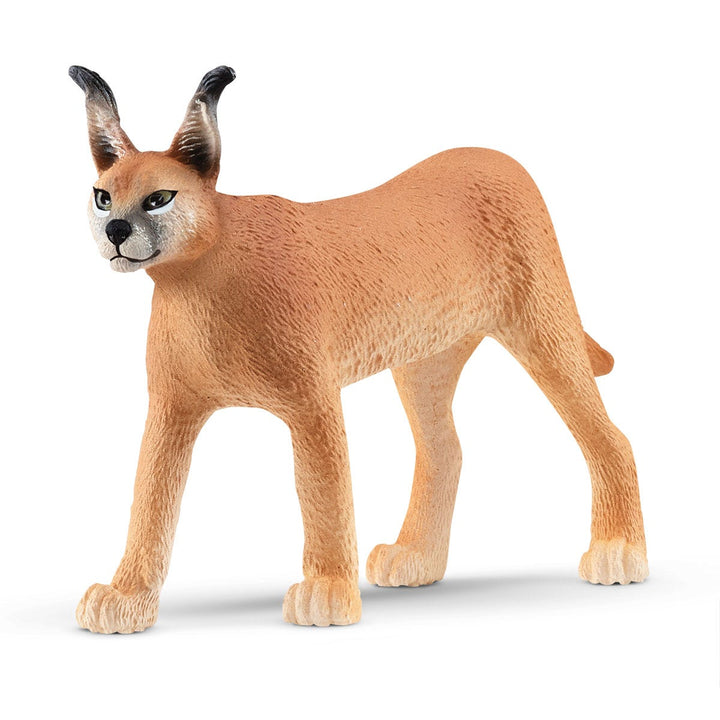 Caracal hembra