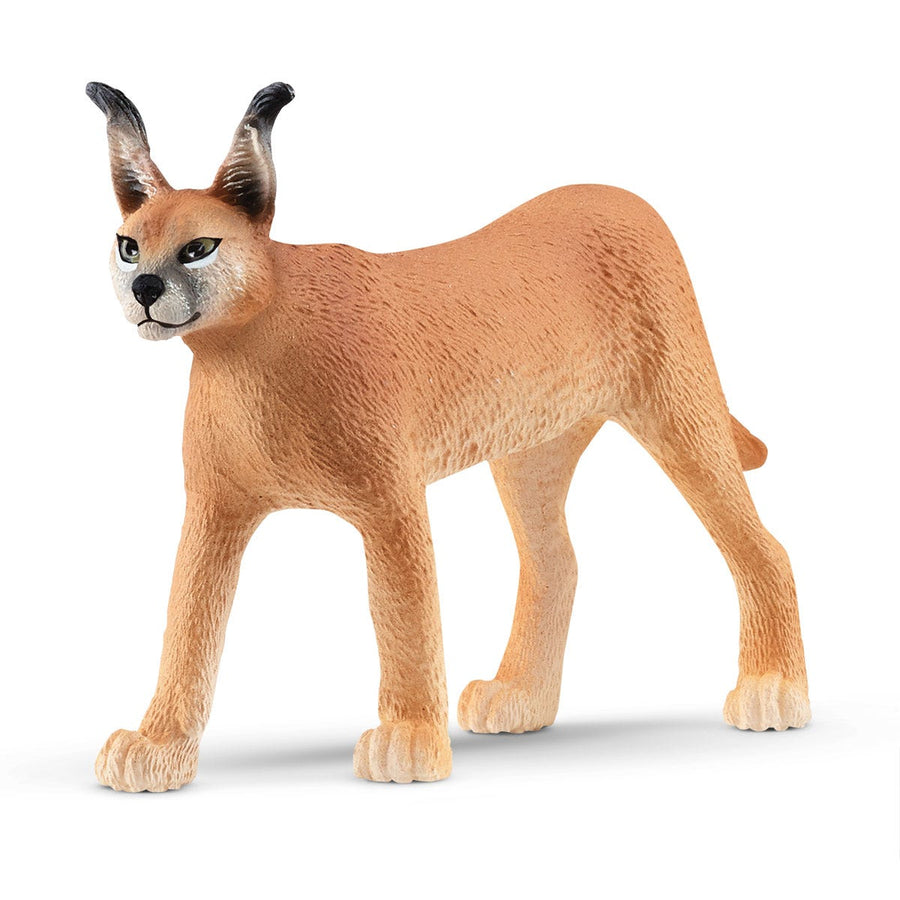 Caracal hembra