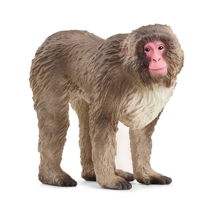 Macaco japonés