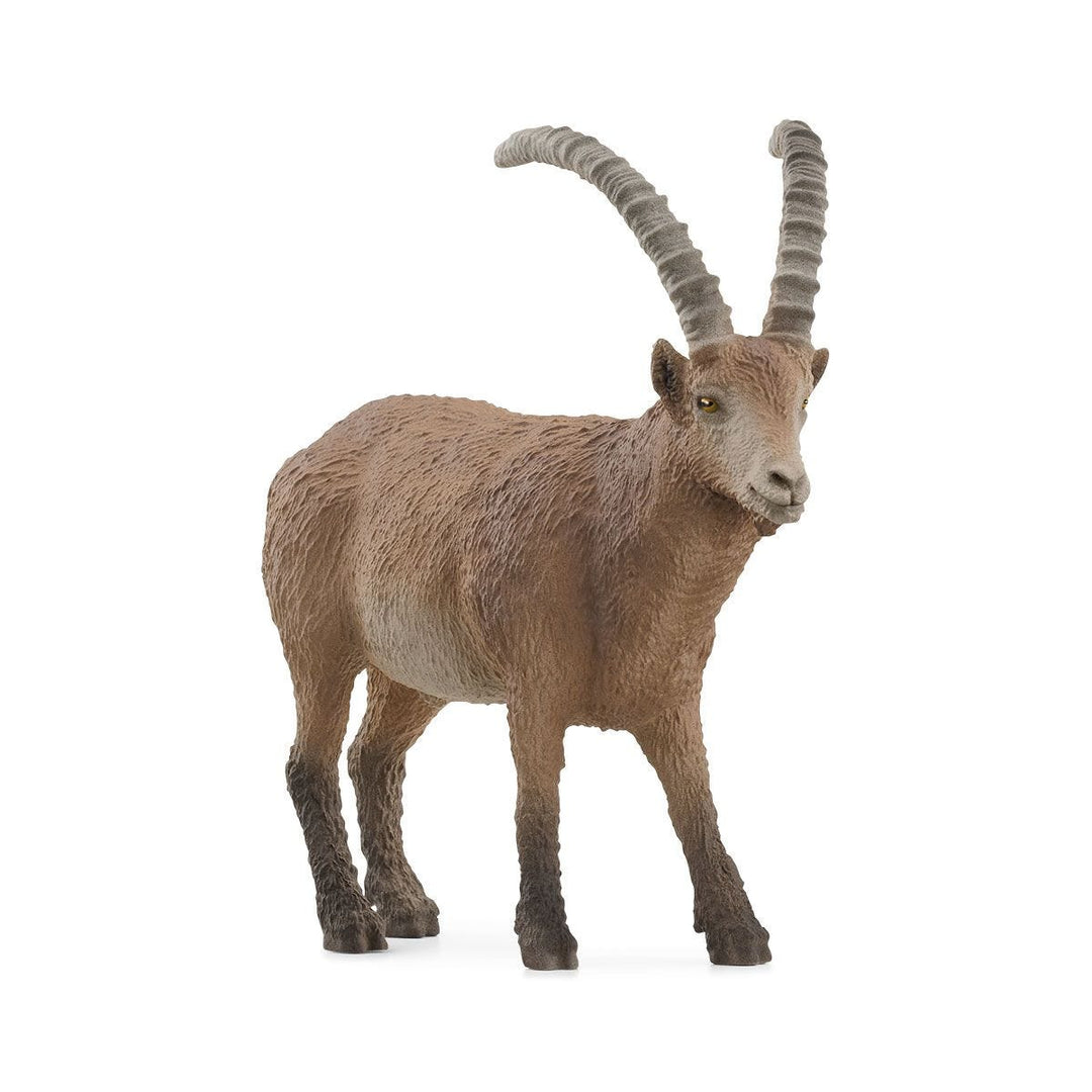 Cabra montesa