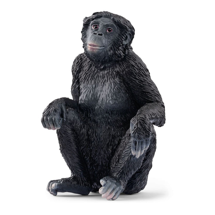 Bonobo hembra