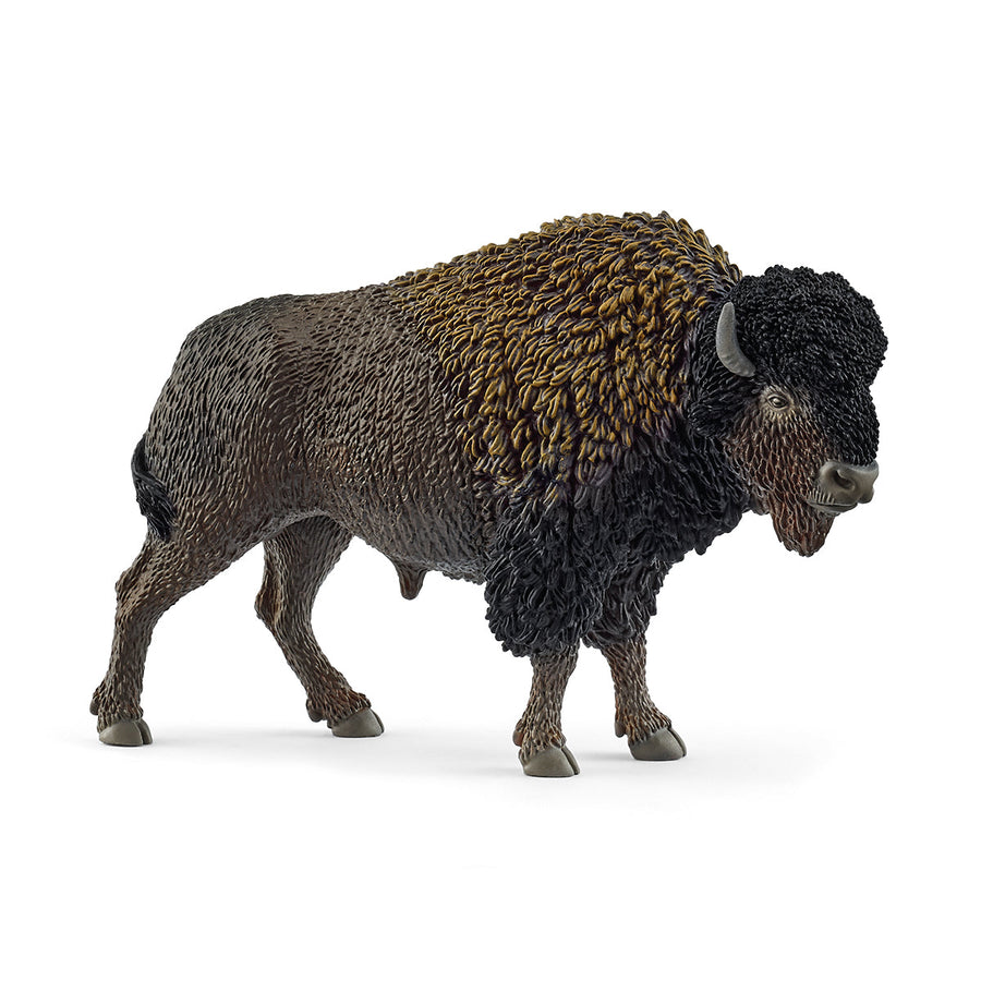 Bisonte