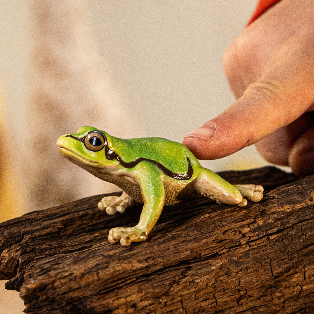 Rana arborícola europea