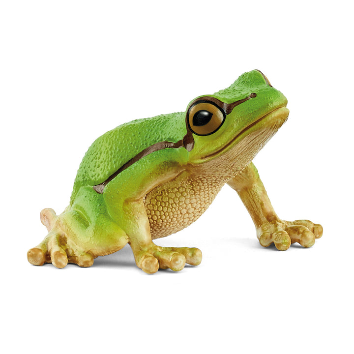Rana arborícola europea