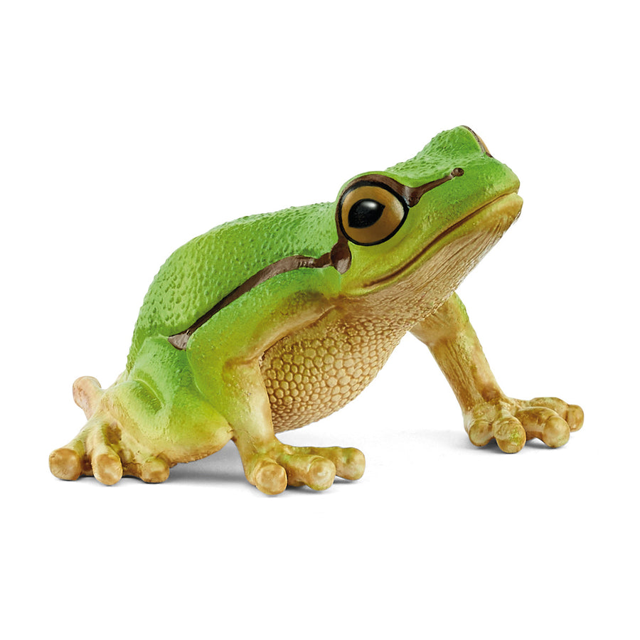 Rana arborícola europea