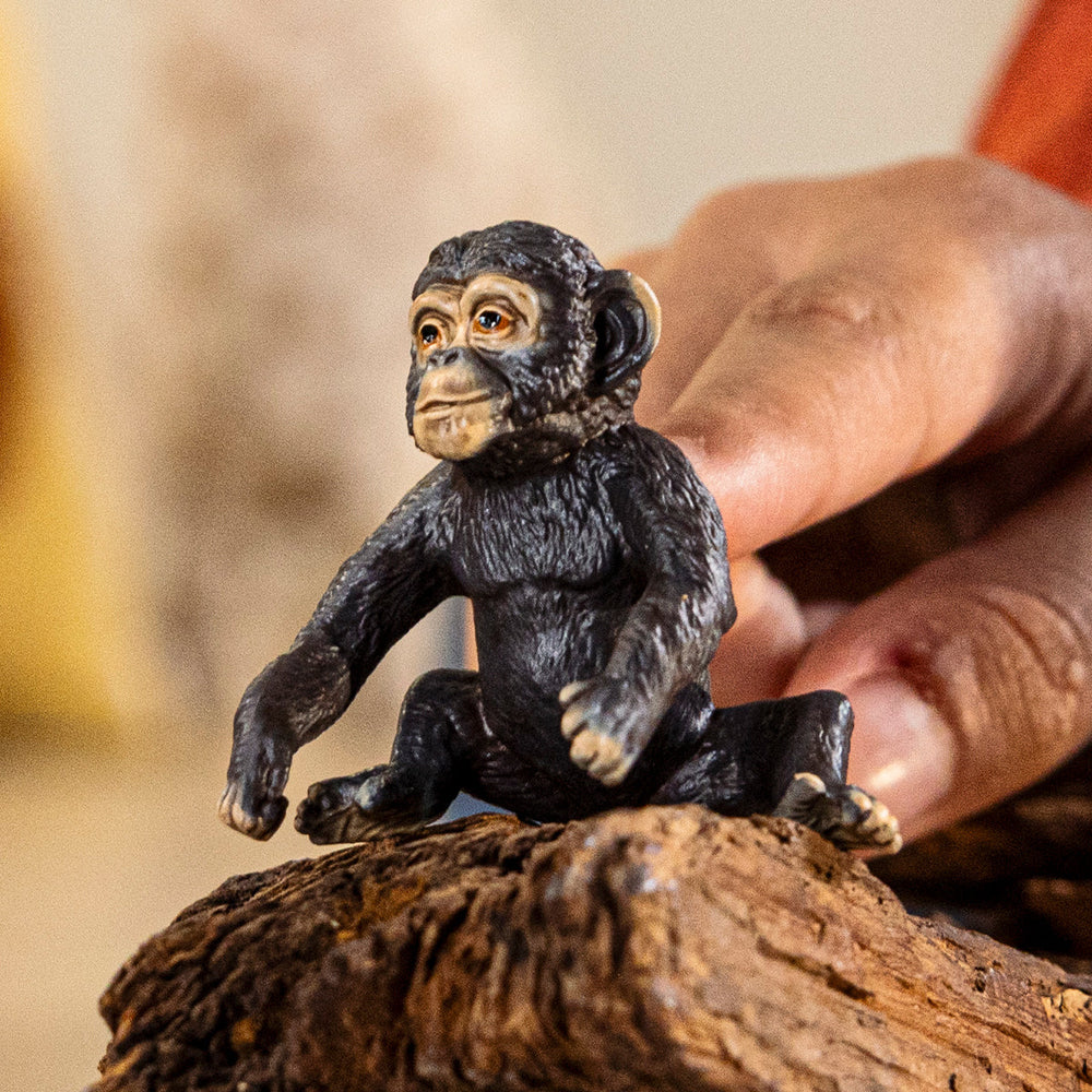Cría de chimpancé