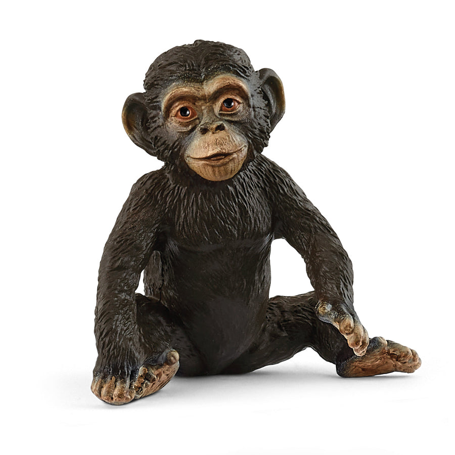Cría de chimpancé