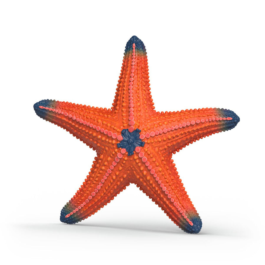 Estrella de mar