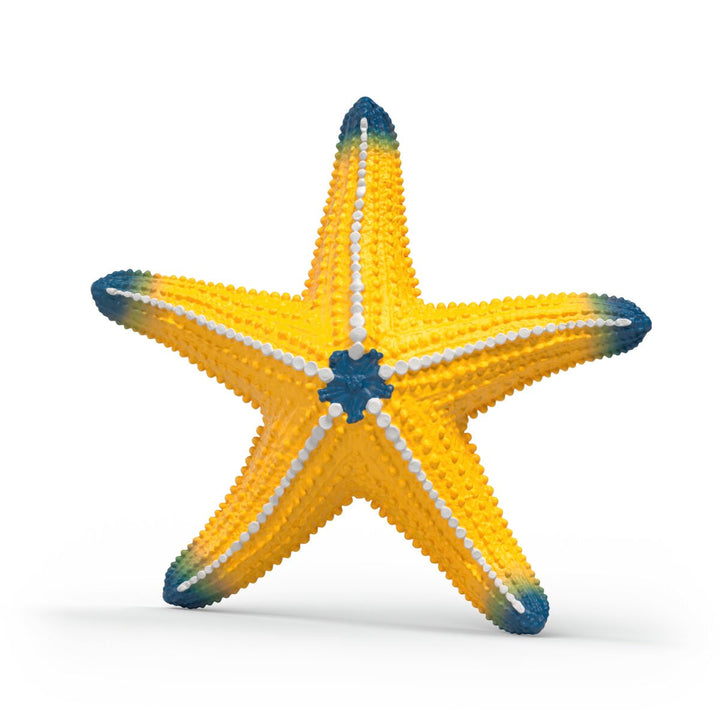 Estrella de mar