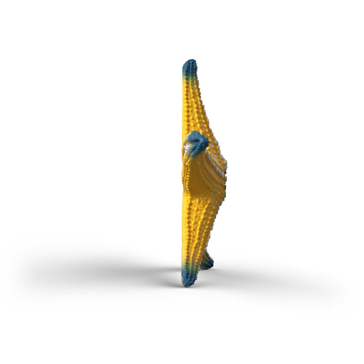 Estrella de mar
