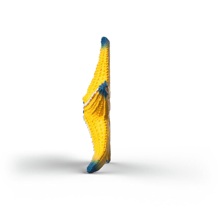 Estrella de mar