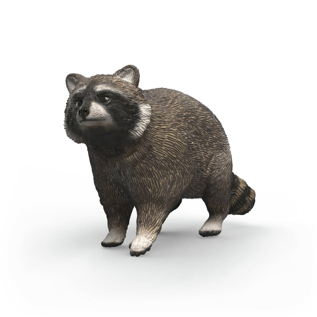 Mapache