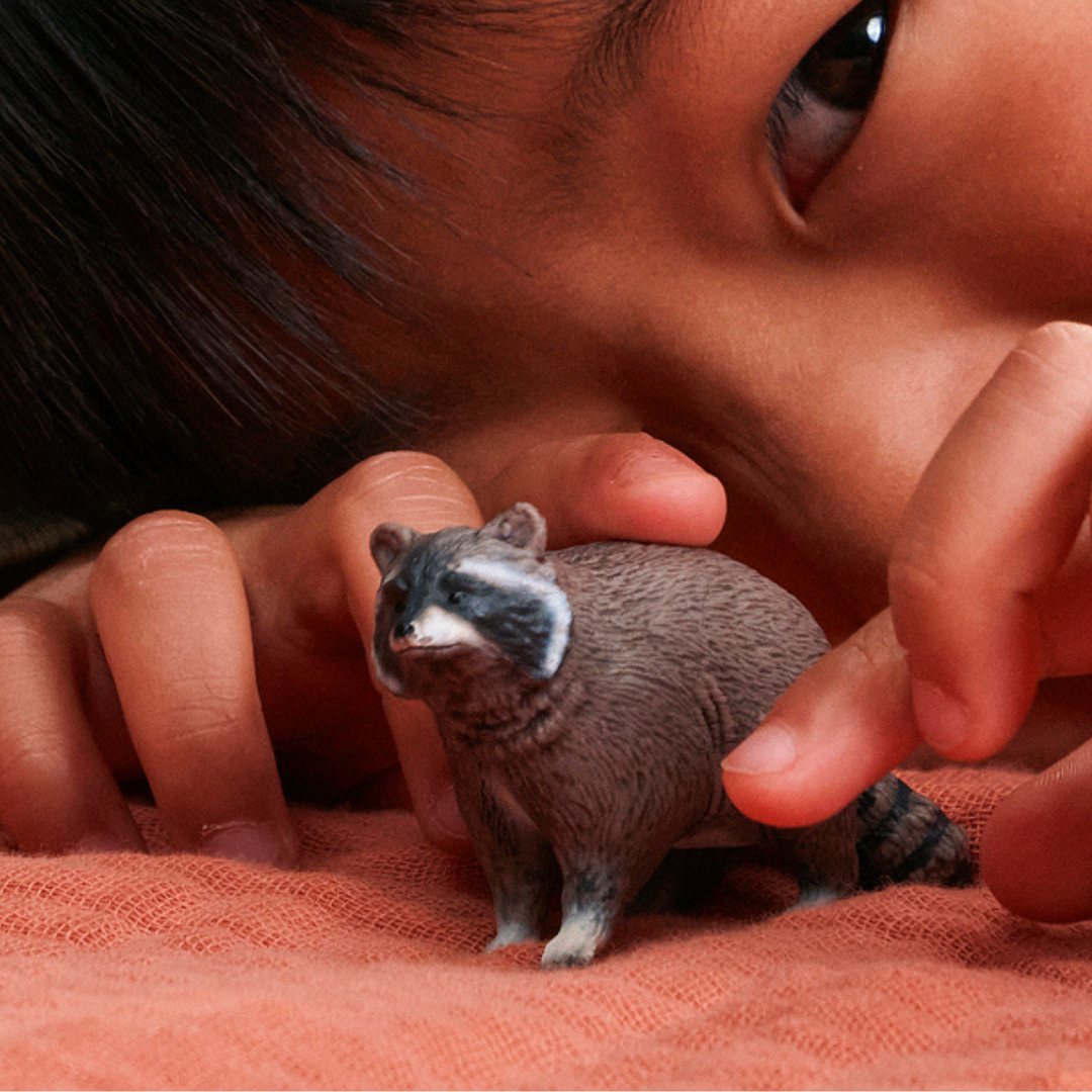 Mapache