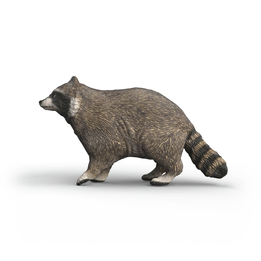 Mapache