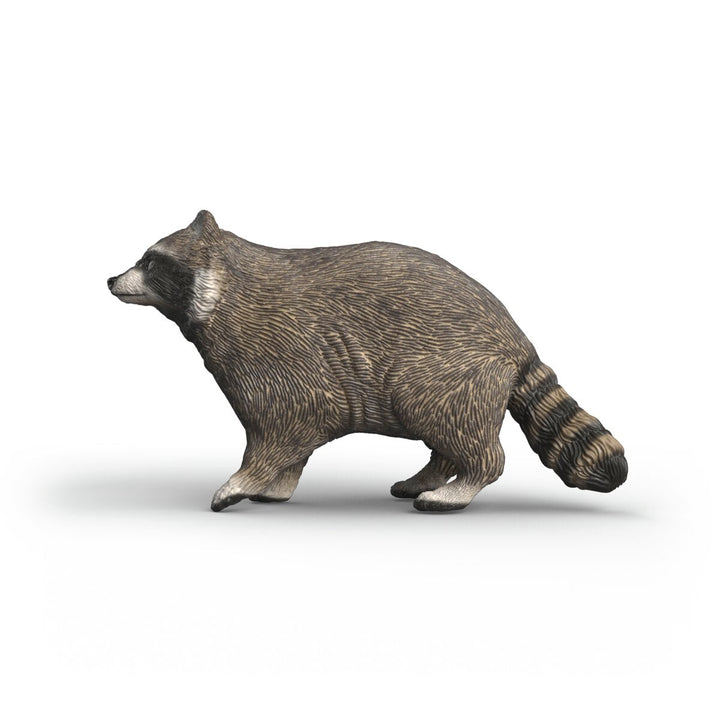 Mapache