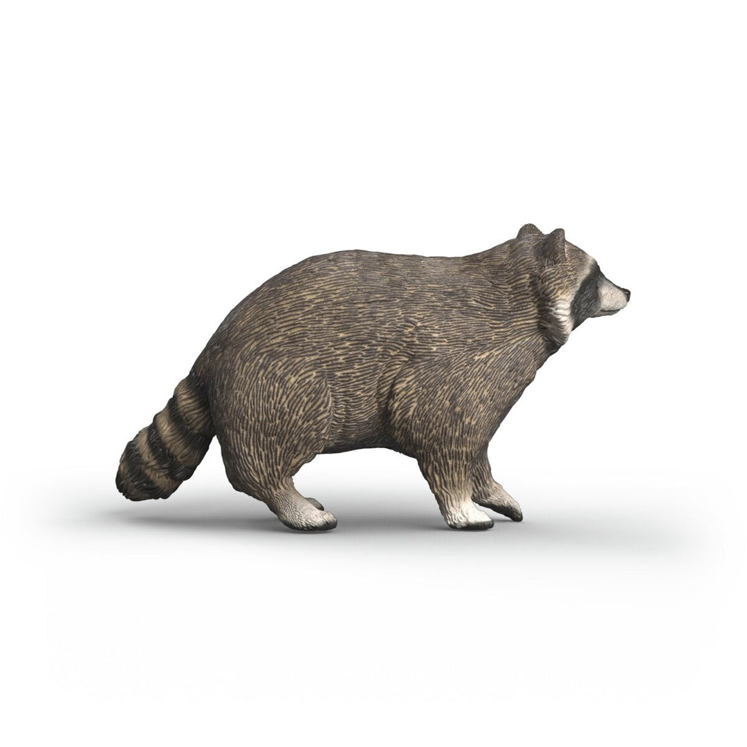 Mapache