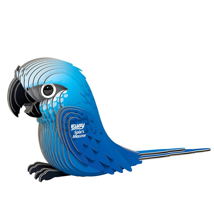 123 Spix`s Macaw (Guacamayo de Spix)