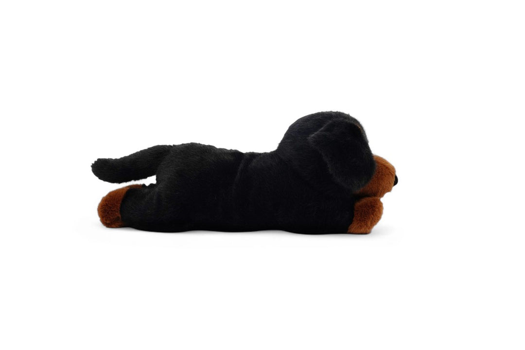 Tu amigo PUMPKIN, el Teckel