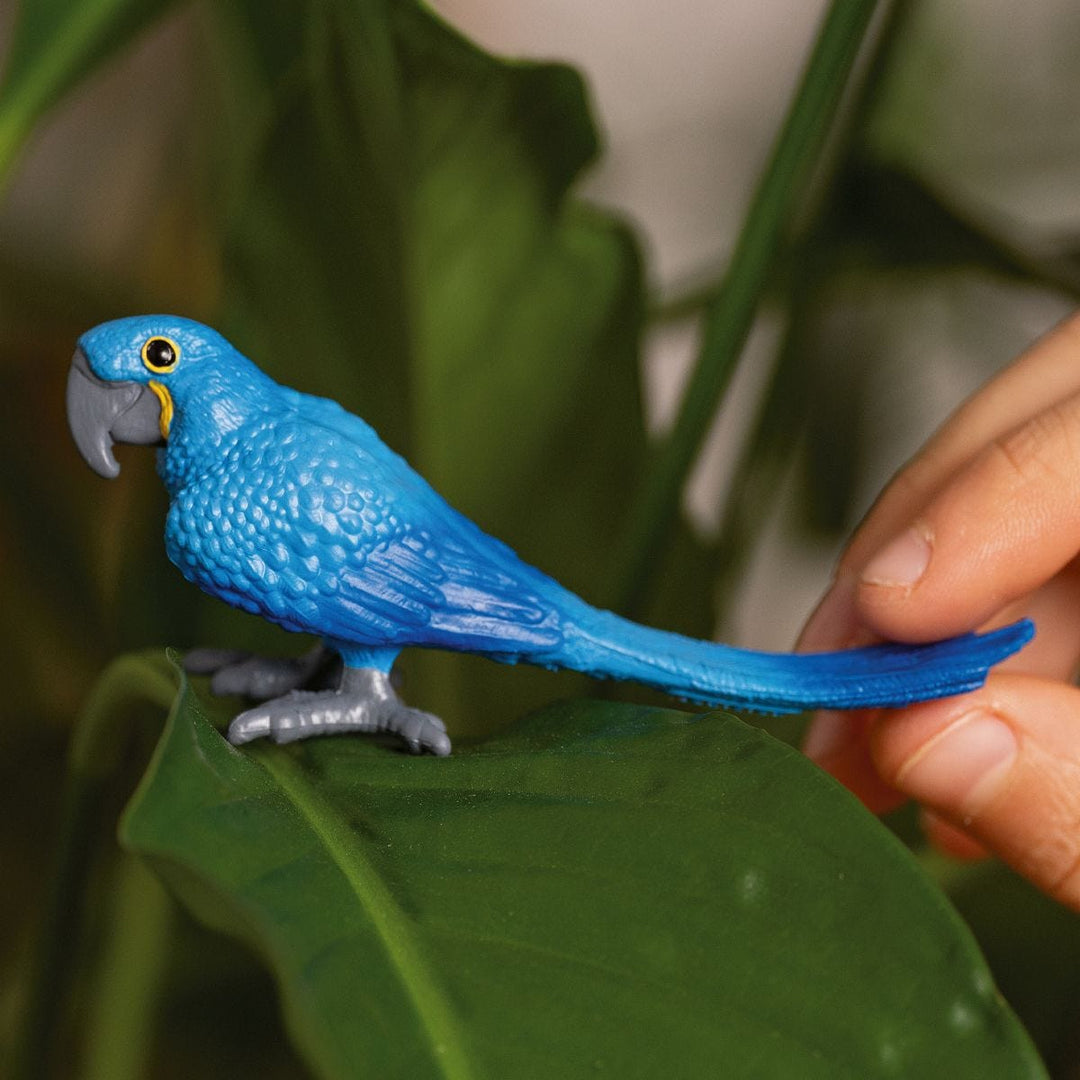 Guacamayo jacinto