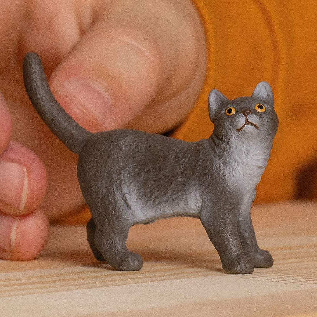 Gato británico de pelo corto