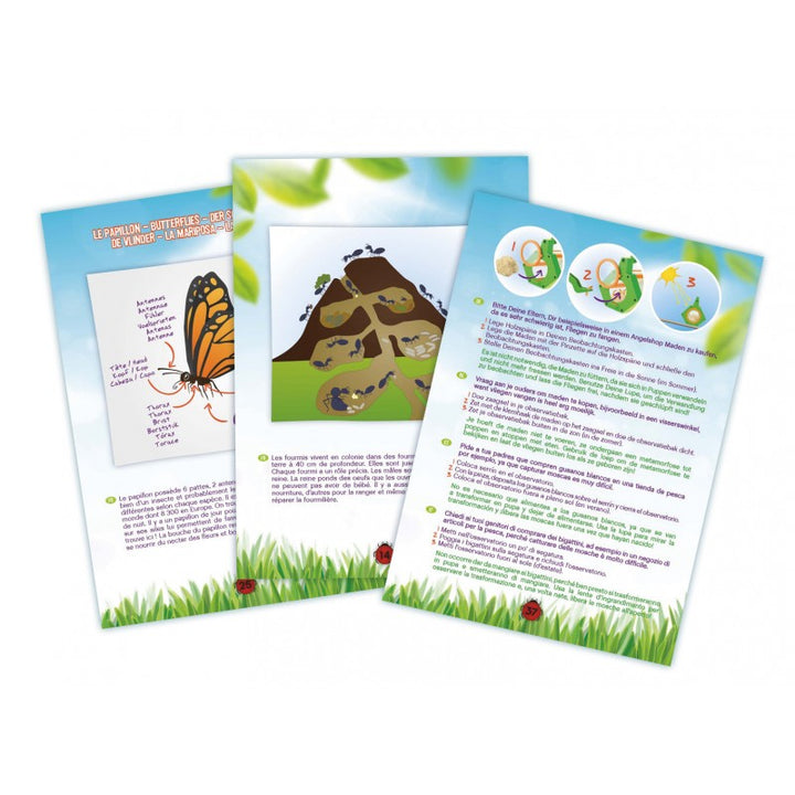 Kit explorador de insectos