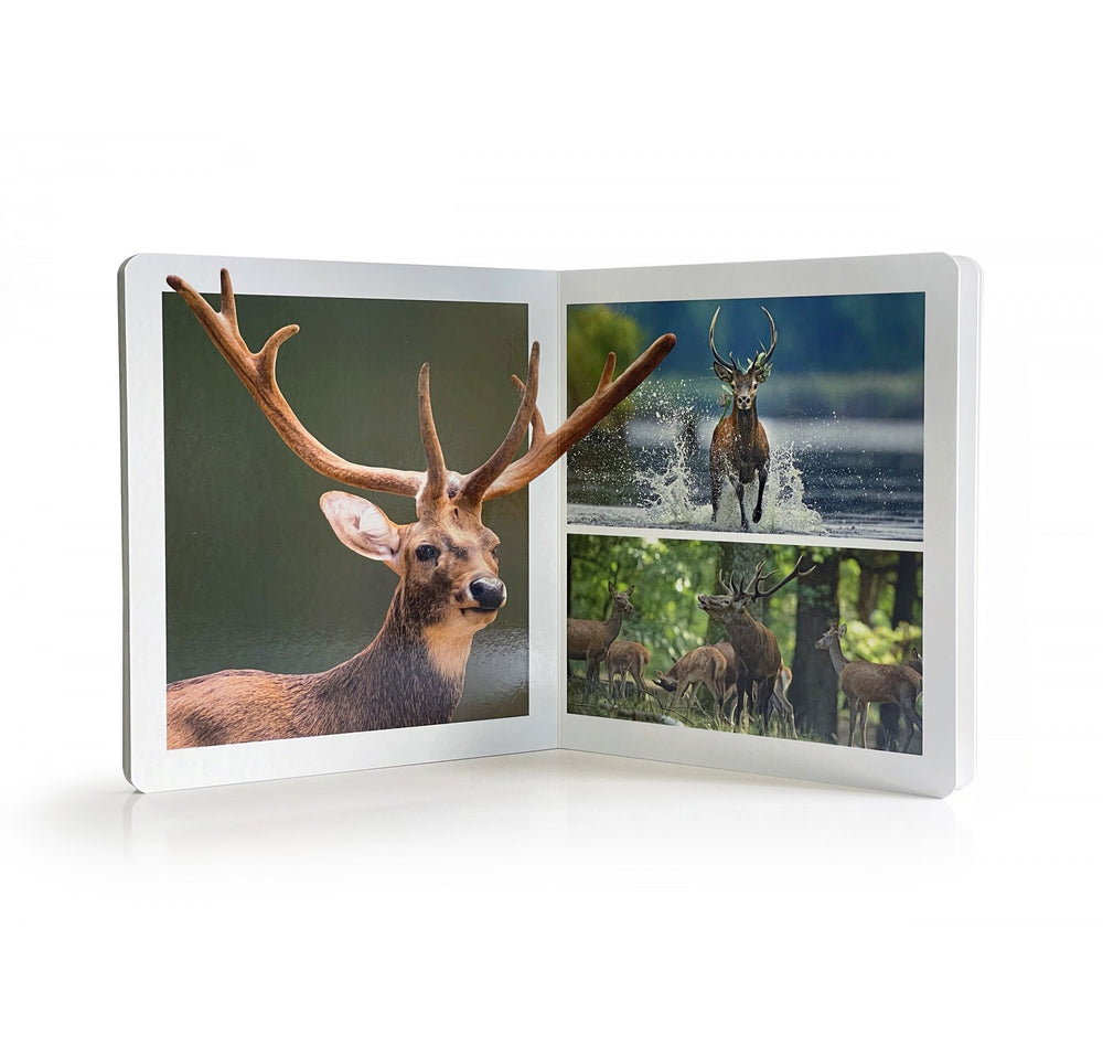Los Animales del Bosque. Gran Formato