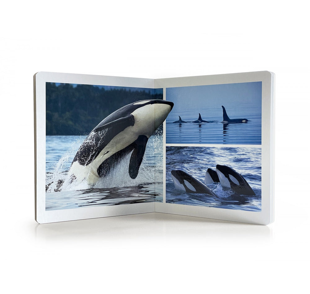 Los Animales del Mar. Gran Formato